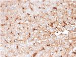 Apolipoprotein D/APOD Antibody in Immunohistochemistry (Paraffin) (IHC (P))