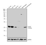 Claudin 7 Antibody