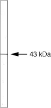 RAD51 Antibody in Western Blot (WB)