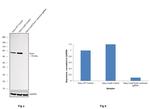 Ezrin Antibody in Western Blot (WB)