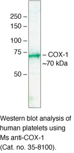 COX1 Antibody in Western Blot (WB)