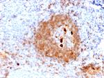 IgM (Immunoglobulin Mu Heavy Chain) Antibody in Immunohistochemistry (Paraffin) (IHC (P))