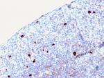 IgM (Immunoglobulin Mu Heavy Chain) Antibody in Immunohistochemistry (Paraffin) (IHC (P))