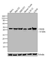 CREB Antibody in Western Blot (WB)