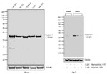 Caspase 3 Antibody in Western Blot (WB)