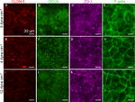 Occludin Antibody in Immunocytochemistry (ICC/IF)