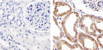 Claudin 5 Antibody in Immunohistochemistry (Paraffin) (IHC (P))