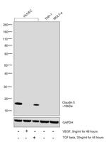Claudin 5 Antibody in Western Blot (WB)