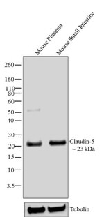 Claudin 5 Antibody in Western Blot (WB)