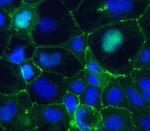 Claudin 5 Antibody in Immunocytochemistry (ICC/IF)