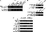 ALK Antibody in Western Blot, Immunoprecipitation (WB, IP)