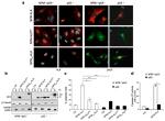 ALK Antibody in Western Blot, Immunocytochemistry (WB, ICC/IF)