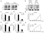 ALK Antibody in Western Blot (WB)