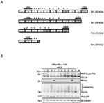 Ubiquilin 2 Antibody in Western Blot (WB)