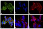 Ubiquilin 2 Antibody