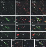 Connexin 47 Antibody in Immunohistochemistry (IHC)