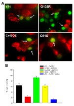 Connexin 43 Antibody in Immunocytochemistry (ICC/IF)