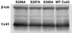 Connexin 43 Antibody in Western Blot (WB)