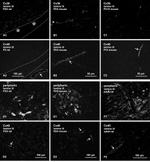 Connexin 40 Antibody in Immunohistochemistry (IHC)