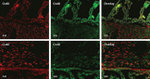 Connexin 43 Antibody in Immunohistochemistry (IHC)