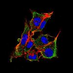 Mouse IgG (H+L) Secondary Antibody in Immunocytochemistry (ICC/IF)