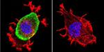 Mouse IgG (H+L) Cross-Adsorbed Secondary Antibody in Immunocytochemistry (ICC/IF)