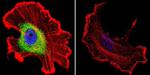 Mouse IgG (H+L) Cross-Adsorbed Secondary Antibody in Immunocytochemistry (ICC/IF)