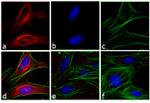 Mouse IgG (H+L) Secondary Antibody in Immunocytochemistry (ICC/IF)