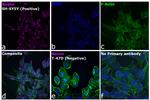 Mouse IgG (H+L) Cross-Adsorbed Secondary Antibody in Immunocytochemistry (ICC/IF)