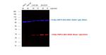 Mouse IgG (H+L) Cross-Adsorbed Secondary Antibody in Western Blot (WB)