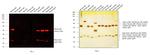 Mouse IgG (H+L) Cross-Adsorbed Secondary Antibody in Western Blot (WB)