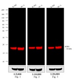 Mouse IgG (H+L) Secondary Antibody in Western Blot (WB)