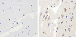 Phospho-Tau (Thr231) Antibody in Immunohistochemistry (Paraffin) (IHC (P))