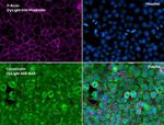 Rabbit IgG (H+L) Secondary Antibody in Immunocytochemistry (ICC/IF)