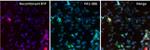 Rabbit IgG (H+L) Cross-Adsorbed Secondary Antibody in Immunocytochemistry (ICC/IF)