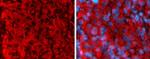 Rabbit IgG (H+L) Secondary Antibody in Immunohistochemistry (Frozen) (IHC (F))