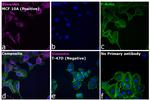 Rabbit IgG (H+L) Cross-Adsorbed Secondary Antibody in Immunocytochemistry (ICC/IF)