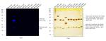 Rabbit IgG (H+L) Cross-Adsorbed Secondary Antibody