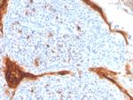 IL1RN/IL-1RN/IL1RA (Interleukin-1RA) Antibody in Immunohistochemistry (Paraffin) (IHC (P))