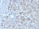 IL1RN/IL-1RN/IL1RA (Interleukin-1RA) Antibody in Immunohistochemistry (Paraffin) (IHC (P))