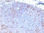 Fas Ligand (FASLG) Antibody in Immunohistochemistry (Paraffin) (IHC (P))