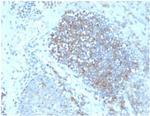 Fas Ligand (FASLG) Antibody in Immunohistochemistry (Paraffin) (IHC (P))