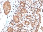 Interleukin-3 (IL-3) Antibody in Immunohistochemistry (Paraffin) (IHC (P))