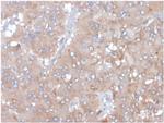 Interleukin-5 (IL-5) Antibody in Immunohistochemistry (Paraffin) (IHC (P))