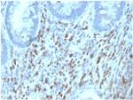 IL6ST/CD130/Interleukin 6 Signal Transducer/IL6RB Antibody in Immunohistochemistry (Paraffin) (IHC (P))