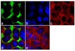 Ezrin Antibody in Immunocytochemistry (ICC/IF)