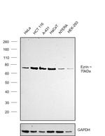 Ezrin Antibody in Western Blot (WB)