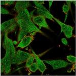 Interleukin-7 (IL-7) Antibody in Immunocytochemistry (ICC/IF)