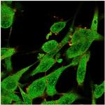 Interleukin-7 (IL-7) Antibody in Immunocytochemistry (ICC/IF)