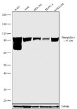 PKP3 Antibody in Western Blot (WB)